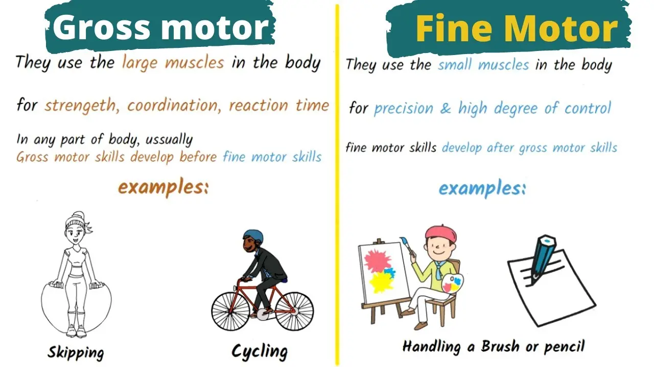 Habilidades Motoras Finas y Gruesas: Desarrollo y Importancia en la Infancia - Cuál es la diferencia entre las habilidades motoras finas y gruesas pdf fine and gross motor - Cuál es la diferencia entre las habilidades motoras finas y gruesas pdf