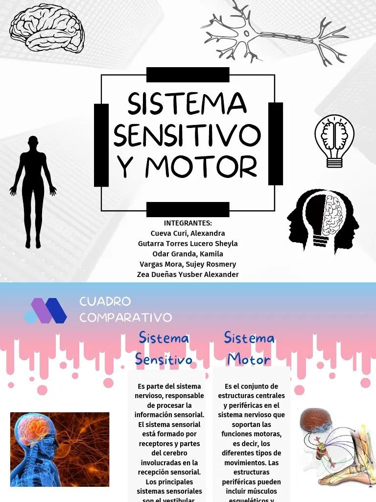 motor y sensitivo - Qué diferencia hay entre los nervios sensitivos y motores