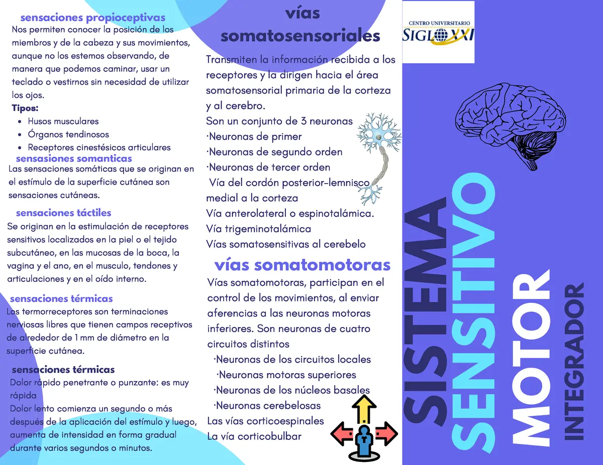 motor y sensitivo - Qué es sensitivo en el sistema nervioso